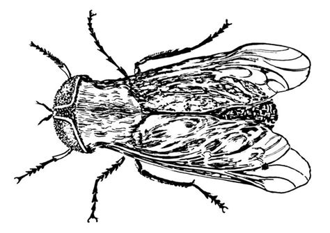 Insekten Malvorlagen – 155 kostenlose Ausmalbilder zum。